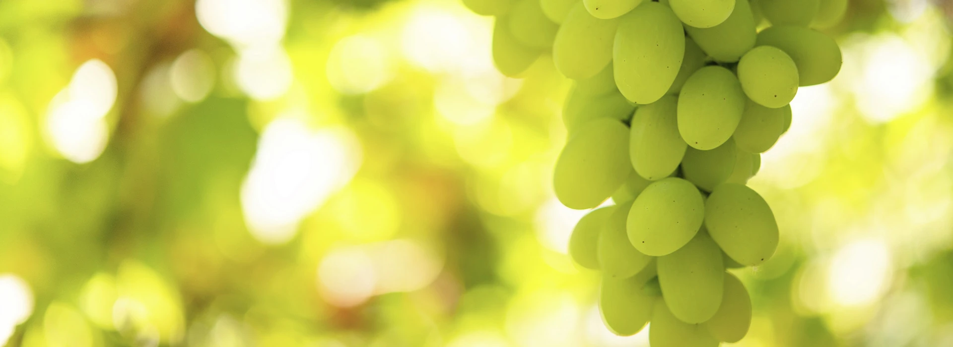 Relax, cibi sani e una vacanza